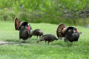 Meleagris: Wild Turkeys Displaying