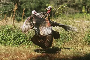 Dominance: Wild Turkeys fighting