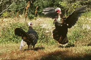 Dominance: Wild Turkeys fighting