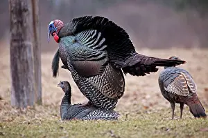 Preparing: Wild Turkeys Mating - Male (top) preparing to copulate
