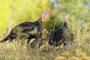 Poult: Wild Turkeys with young