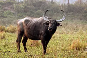 Bubalis: Wild Water Buffalo
