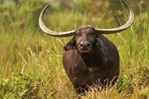 Buffalo: wild water buffalo
