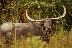 Buffalo: wild water buffalo