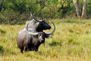 Bubalis: Wild Water Buffalo - in the grasslands