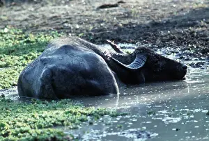 Joanna Van Gruisen: Wild water Buffalo in water