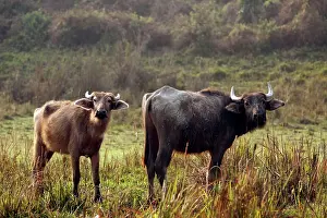 Bubalis: Wild Water Buffalo - Young