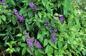 Wisteria: Wild Wisteria