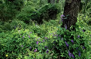 Wisteria: Wild Wisteria