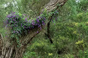 Wisteria: Wild Wisteria
