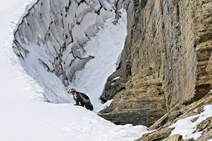Subalpine: Wild wolverine (Gulo gulo) along edge of late melting