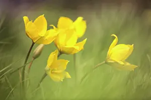Sylvestris: Wild yellow woodland Tulip, Tulipa sylvestris, growing among