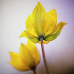Sylvestris: Wild yellow woodland Tulip, Tulipa sylvestris, single sharp
