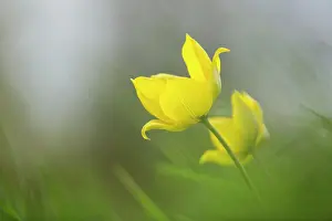 Sylvestris: Wild yellow woodland Tulip, Tulipa sylvestris, growing among