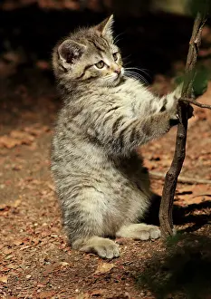 Wildcats: Wildcat