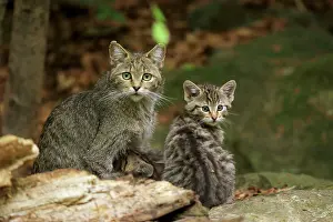 Wildcats: Wildcat