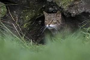 Wildcats: Wildcat - Captive - UK