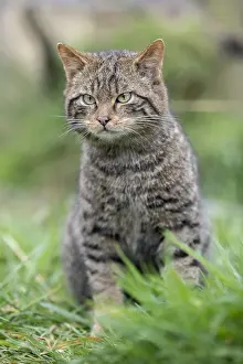 Wildcats: Wildcat - Captive - uK