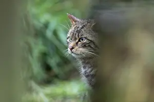 Wildcats: Wildcat - Captive - UK