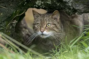 240118: Wildcat - Captive - UK