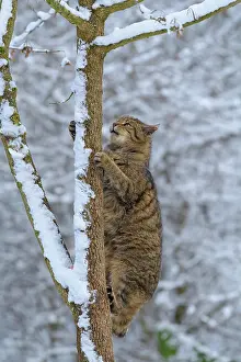 Climb: Wildcat (Felis silvestris), climbing on tree in