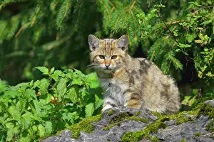Silvestris: Wildcat (Felis silvestris), Kitten, captive