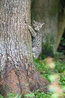 Silvestris: Wildcat (Felis silvestris), Kitten on tree, captive
