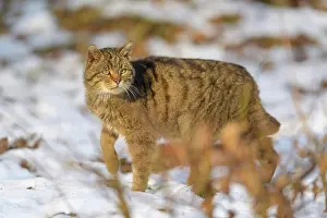 Move: Wildcat (Felis silvestris), running in winter, captive