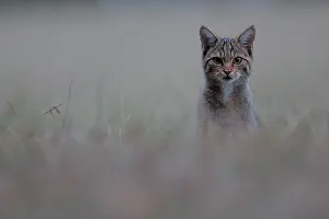 Steal: Wildcat (Felis silvestris silvestris) hunting at
