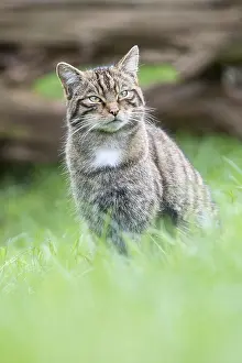 Silvestris: Wildcat (Felis silvestris) sitting in woodland