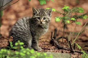 Wildcats: Wildcat - kitten