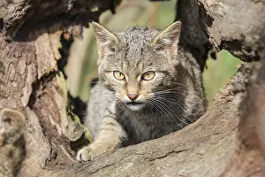 Silvestris: Wildcat kitten (Felis silvestris) exhibiting s