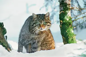 Stare: Wildcat / Wild Cat - in snow