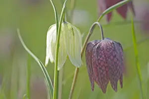Meleagris: wilde kievitsbloem