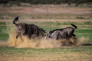 Struggle: Wildebeest