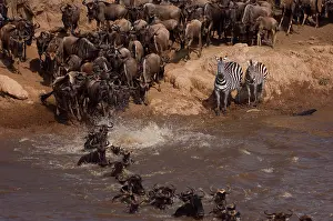 Antilopinae: Wildebeest