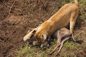 Hunted: Wildebeest