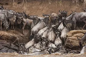 Waterside: Wildebeest