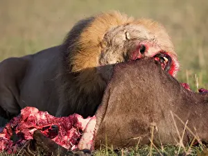Chewing: Wildebeest