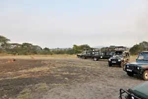 Surrounded: Wildebeest