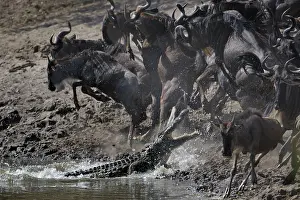 Escape: Wildebeest