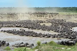 Wildebeast: Wildebeest