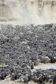 Dusty: Wildebeest