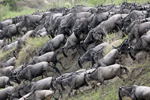 Wildebeast: Wildebeest