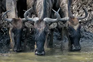 Escape: Wildebeest