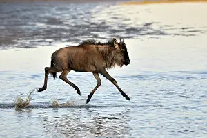 Escape: Wildebeest