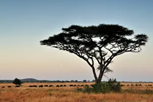 Grumeti: Wildebeest