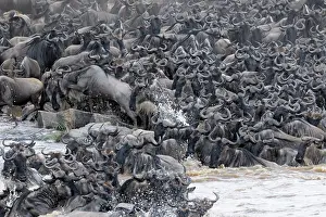 Wildebeast: Wildebeest