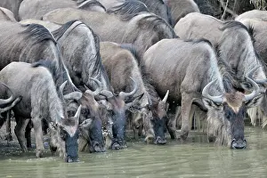 Escape: Wildebeest