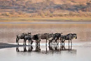 Escape: Wildebeest